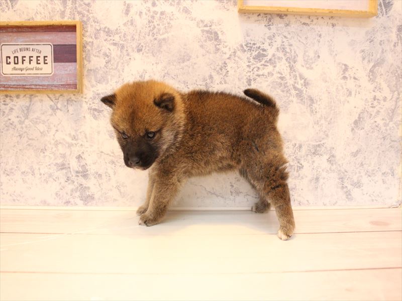 埼玉県の柴犬(標準サイズ) (ワンラブ埼玉寄居店/2026年1月29日生まれ/男の子/赤)の子犬の3枚目の画像