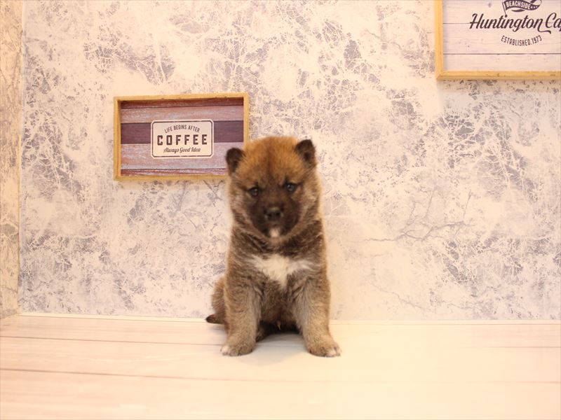 埼玉県の柴犬(標準サイズ) (ワンラブ埼玉寄居店/2026年1月29日生まれ/男の子/赤)の子犬の2枚目の画像