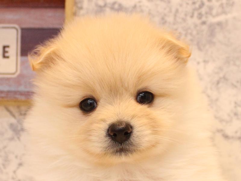 埼玉県のポメラニアン (ワンラブ埼玉寄居店/2026年2月5日生まれ/男の子/クリーム)の子犬の1枚目の画像