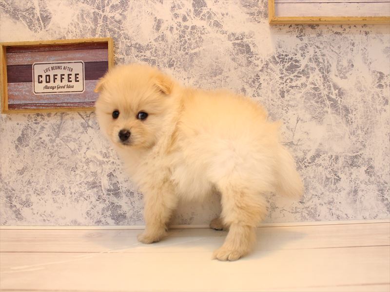 埼玉県のポメラニアン (ワンラブ埼玉寄居店/2026年2月5日生まれ/男の子/クリーム)の子犬の3枚目の画像