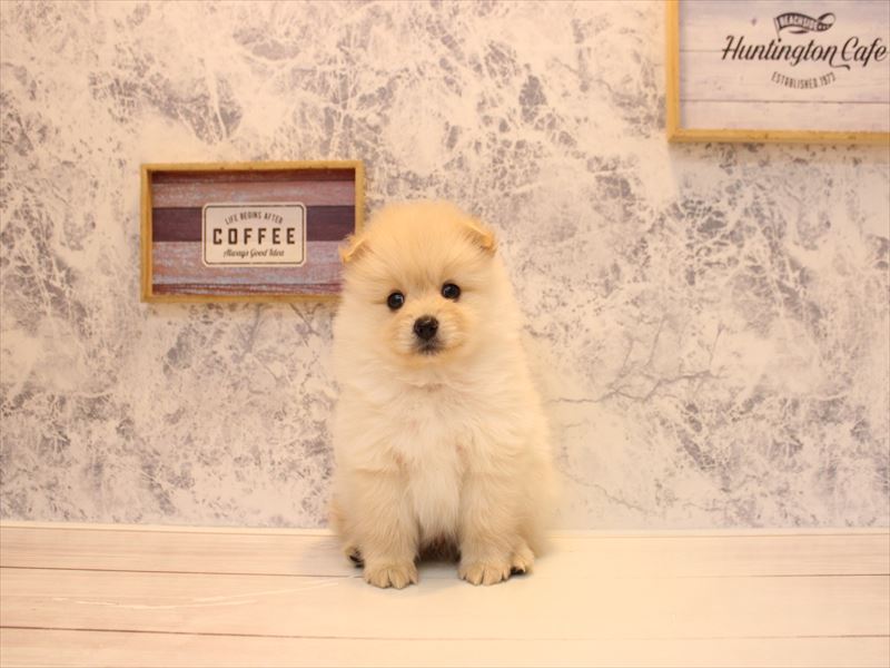 埼玉県のポメラニアン (ワンラブ埼玉寄居店/2026年2月5日生まれ/男の子/クリーム)の子犬の2枚目の画像