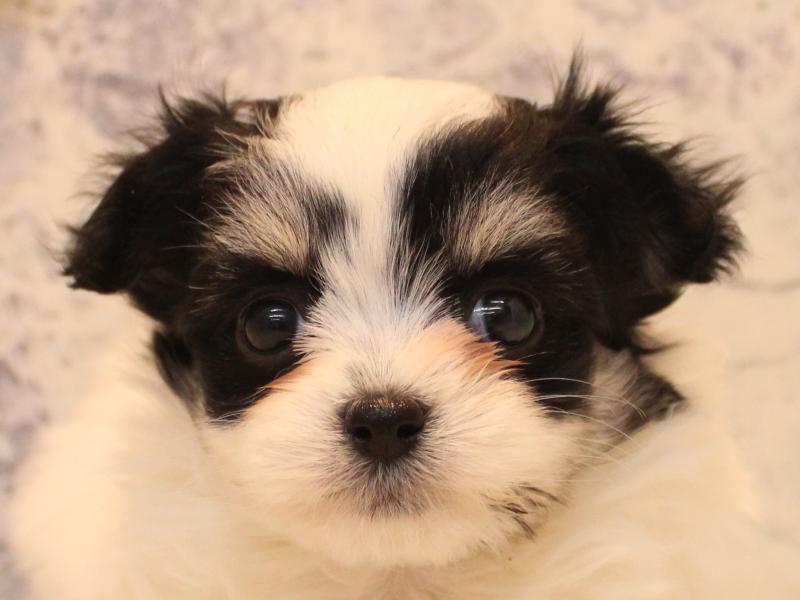 神奈川県のチワマル/マルチワ(チワワ×マルチーズ) (ワンラブカインズ相模原愛川インター店/2026年2月3日生まれ/女の子/ホワイトタンブラック)の子犬の1枚目の画像