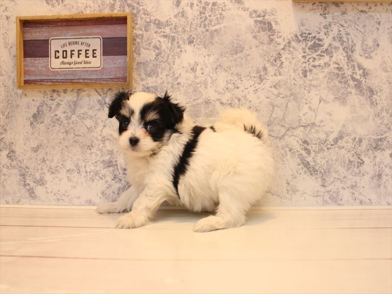 神奈川県のチワマル/マルチワ(チワワ×マルチーズ) (ワンラブカインズ相模原愛川インター店/2026年2月3日生まれ/女の子/ホワイトタンブラック)の子犬の3枚目の画像