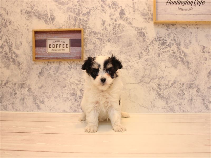 神奈川県のチワマル/マルチワ(チワワ×マルチーズ) (ワンラブカインズ相模原愛川インター店/2026年2月3日生まれ/女の子/ホワイトタンブラック)の子犬の2枚目の画像