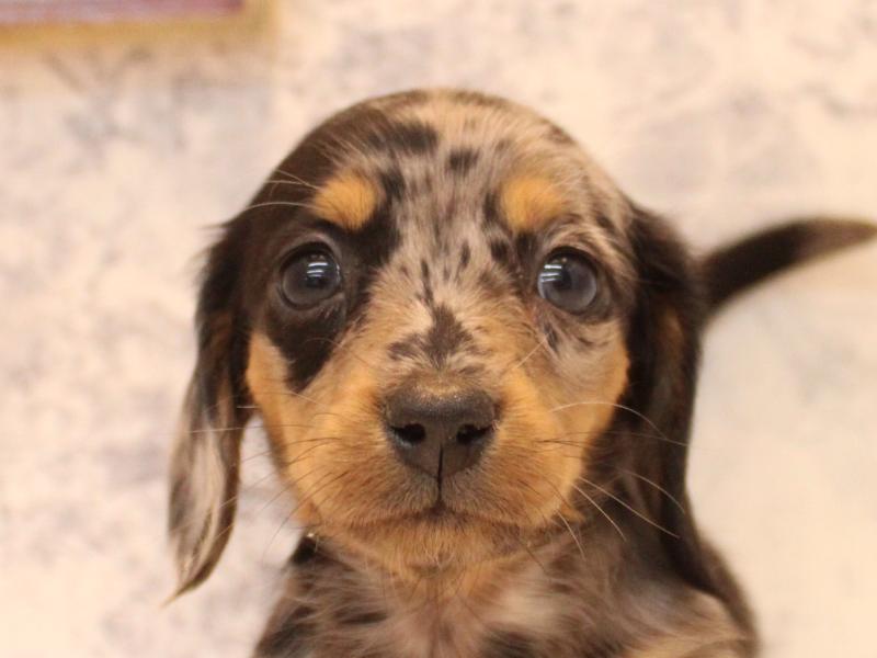 埼玉県のミニチュアダックスフンド(ロング) (ワンラブ埼玉寄居店/2026年2月4日生まれ/女の子/シルバーダップル)の子犬の1枚目の画像