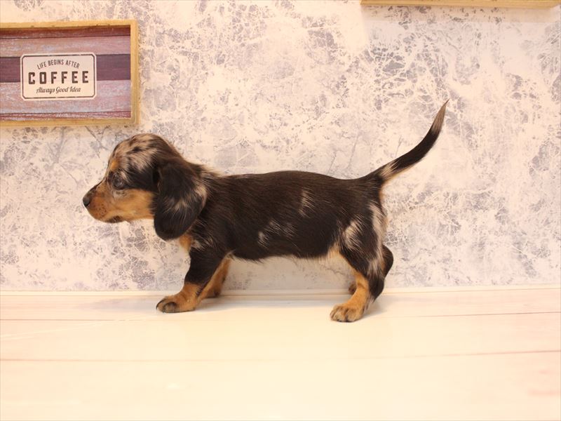 埼玉県のミニチュアダックスフンド(ロング) (ワンラブ埼玉寄居店/2026年2月4日生まれ/女の子/シルバーダップル)の子犬の3枚目の画像