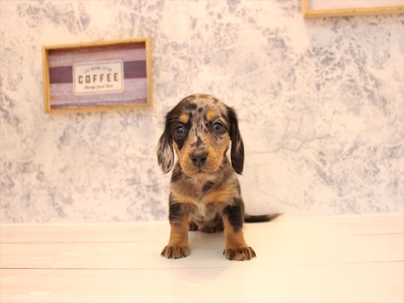 埼玉県のミニチュアダックスフンド(ロング) (ワンラブ埼玉寄居店/2026年2月4日生まれ/女の子/シルバーダップル)の子犬の2枚目の画像