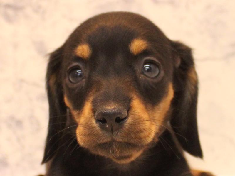 埼玉県のミニチュアダックスフンド(ロング) (ワンラブ埼玉寄居店/2026年2月4日生まれ/女の子/ブラックタン)の子犬の1枚目の画像