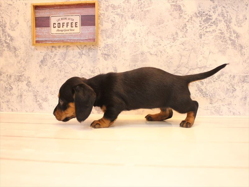 埼玉県のミニチュアダックスフンド(ロング) (ワンラブ埼玉寄居店/2026年2月4日生まれ/女の子/ブラックタン)の子犬の3枚目の画像