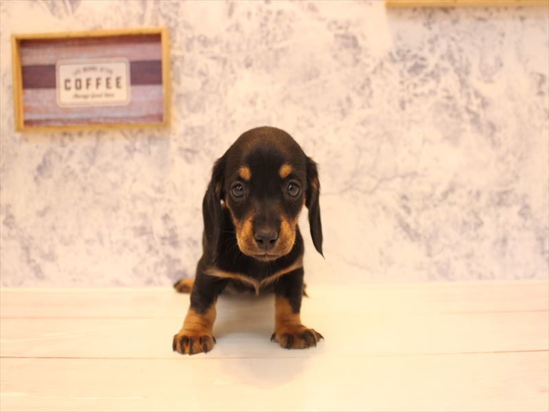 埼玉県のミニチュアダックスフンド(ロング) (ワンラブ埼玉寄居店/2026年2月4日生まれ/女の子/ブラックタン)の子犬の2枚目の画像