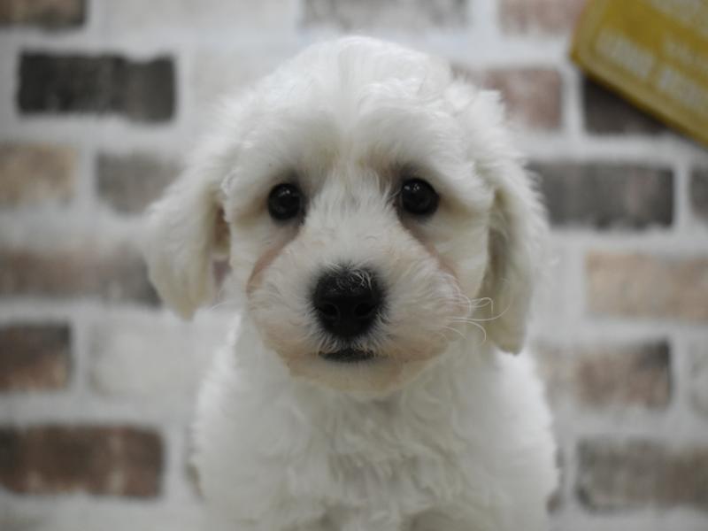 岐阜県のビションフリーゼ (ワンラブホームセンターバロー可児坂戸店(FC)/2026年2月4日生まれ/男の子/ホワイト)の子犬の1枚目の画像