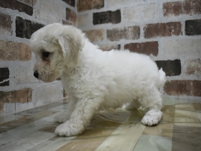 岐阜県のビションフリーゼ (ワンラブホームセンターバロー可児坂戸店(FC)/2026年2月4日生まれ/男の子/ホワイト)の子犬の3枚目の画像