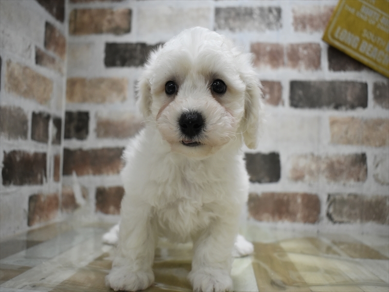 岐阜県のビションフリーゼ (ワンラブホームセンターバロー可児坂戸店(FC)/2026年2月4日生まれ/男の子/ホワイト)の子犬の2枚目の画像