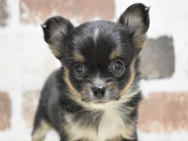 岐阜県のチワワ(ロング) (ワンラブホームセンターバロー可児坂戸店(FC)/2026年2月5日生まれ/男の子/ブラックタンホワイト)の子犬の1枚目の画像