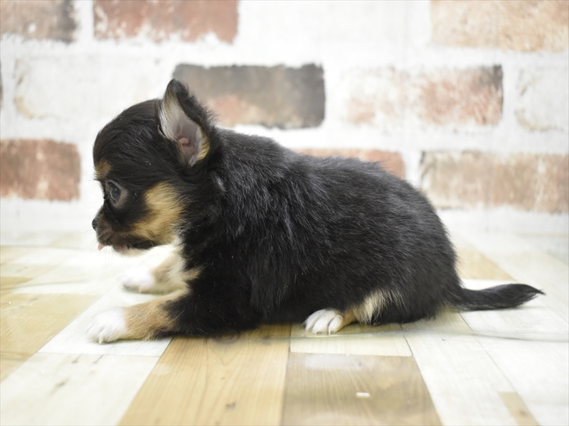 岐阜県のチワワ(ロング) (ワンラブホームセンターバロー可児坂戸店(FC)/2026年2月5日生まれ/男の子/ブラックタンホワイト)の子犬の3枚目の画像