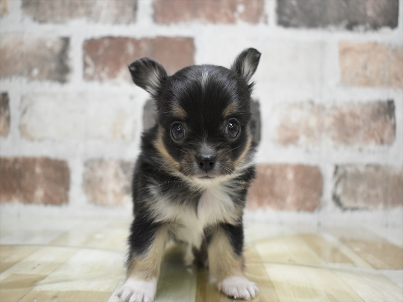 岐阜県のチワワ(ロング) (ワンラブホームセンターバロー可児坂戸店(FC)/2026年2月5日生まれ/男の子/ブラックタンホワイト)の子犬の2枚目の画像