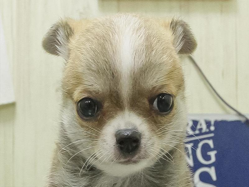 愛知県のチワワ(ロング) (ワンラブ名古屋守山インター総本店/2026年2月2日生まれ/男の子/レッドホワイト)の子犬の1枚目の画像