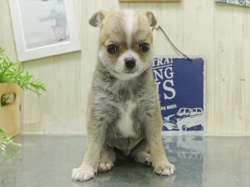 愛知県のチワワ(ロング) (ワンラブ名古屋守山インター総本店/2026年2月2日生まれ/男の子/レッドホワイト)の子犬の3枚目の画像