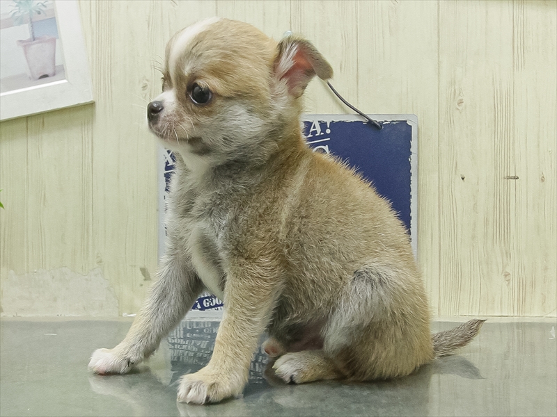 愛知県のチワワ(ロング) (ワンラブ名古屋守山インター総本店/2026年2月2日生まれ/男の子/レッドホワイト)の子犬の2枚目の画像