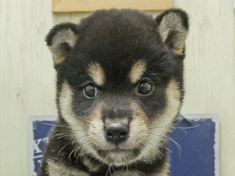 愛知県の柴犬(標準サイズ) (ワンラブ名古屋守山インター総本店/2026年2月7日生まれ/男の子/黒)の子犬の1枚目の画像
