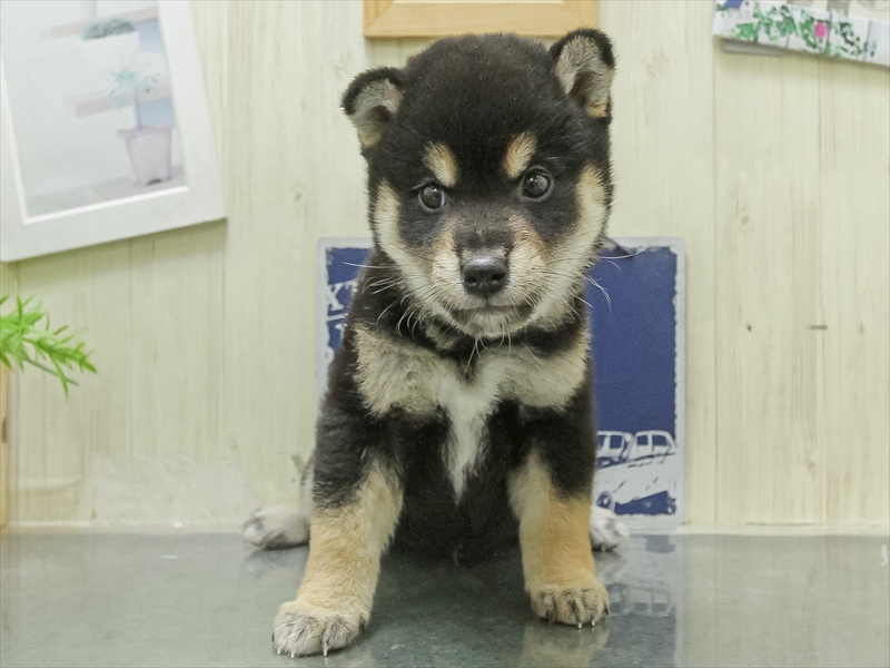 愛知県の柴犬(標準サイズ) (ワンラブ名古屋守山インター総本店/2026年2月7日生まれ/男の子/黒)の子犬の3枚目の画像