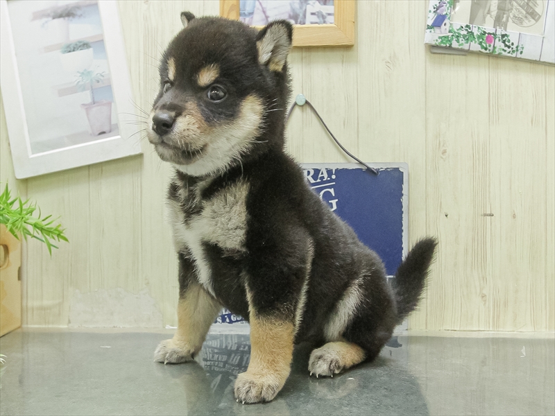 愛知県の柴犬(標準サイズ) (ワンラブ名古屋守山インター総本店/2026年2月7日生まれ/男の子/黒)の子犬の2枚目の画像