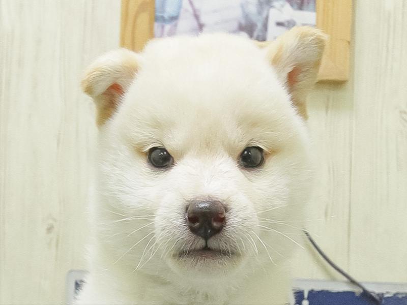 愛知県の柴犬(標準サイズ) (ワンラブ名古屋守山インター総本店/2026年2月7日生まれ/男の子/白)の子犬の1枚目の画像