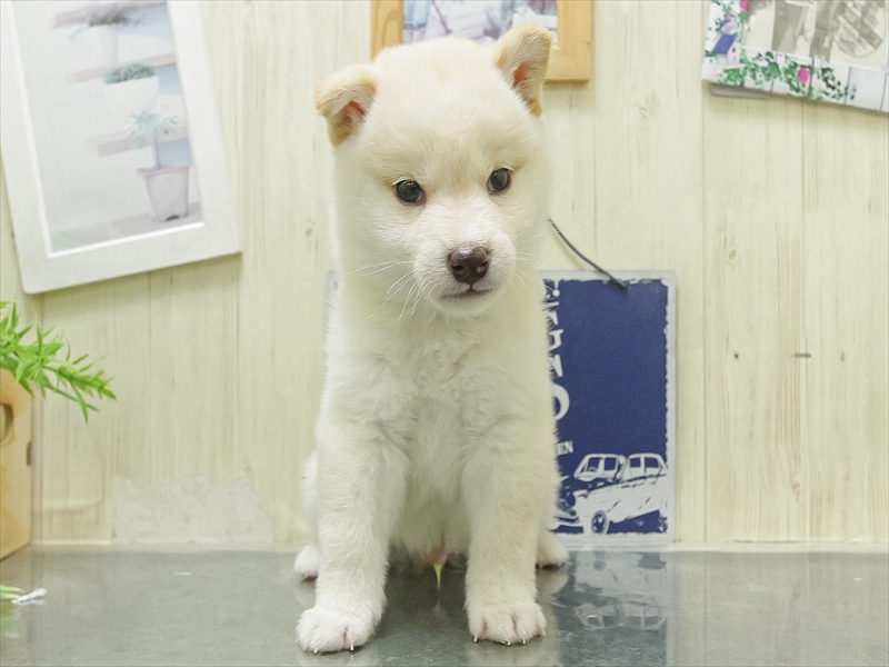 愛知県の柴犬(標準サイズ) (ワンラブ名古屋守山インター総本店/2026年2月7日生まれ/男の子/白)の子犬の3枚目の画像