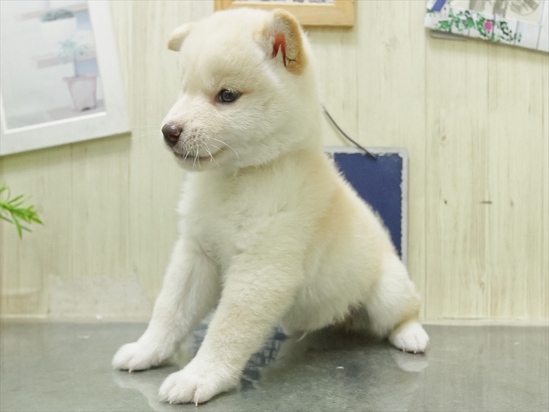 愛知県の柴犬(標準サイズ) (ワンラブ名古屋守山インター総本店/2026年2月7日生まれ/男の子/白)の子犬の2枚目の画像