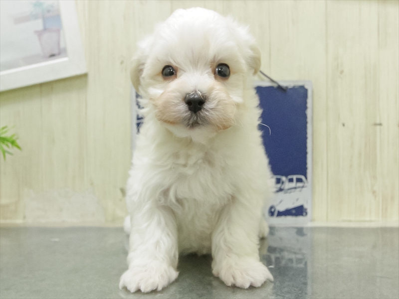 愛知県のマルプー(マルチーズ×プードル) (ワンラブ名古屋守山インター総本店/2026年2月7日生まれ/男の子/ホワイト)の子犬の3枚目の画像