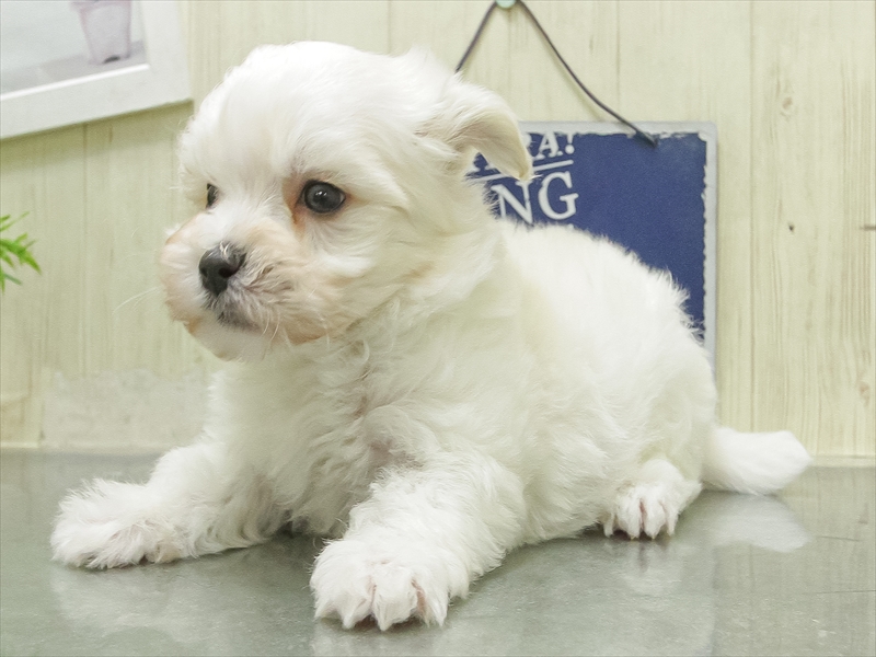 愛知県のマルプー(マルチーズ×プードル) (ワンラブ名古屋守山インター総本店/2026年2月7日生まれ/男の子/ホワイト)の子犬の2枚目の画像
