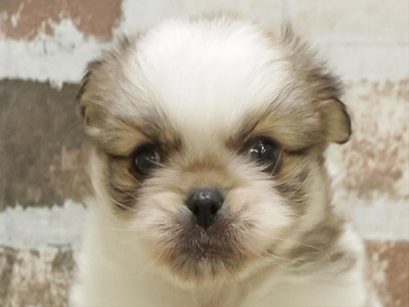 愛知県のペキポメ/ポメペキ(ペキニーズ×ポメラニアン) (ワンラブ名古屋守山インター総本店/2026年2月6日生まれ/女の子/パーティーカラー)の子犬の1枚目の画像