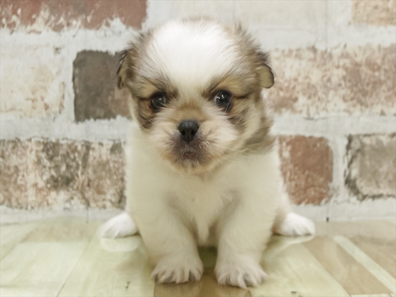 愛知県のペキポメ/ポメペキ(ペキニーズ×ポメラニアン) (ワンラブ名古屋守山インター総本店/2026年2月6日生まれ/女の子/パーティーカラー)の子犬の3枚目の画像