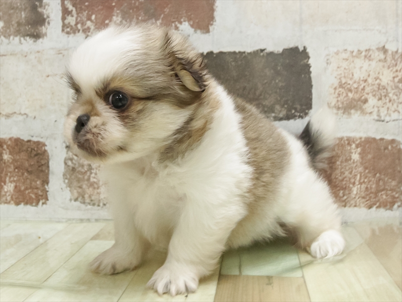愛知県のペキポメ/ポメペキ(ペキニーズ×ポメラニアン) (ワンラブ名古屋守山インター総本店/2026年2月6日生まれ/女の子/パーティーカラー)の子犬の2枚目の画像