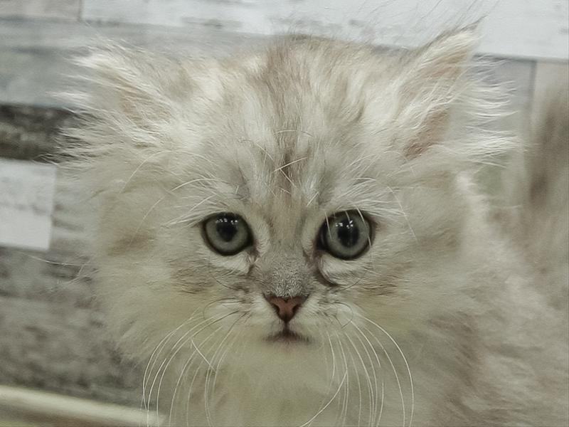 愛知県のマンチカン (ワンラブ名古屋守山インター総本店/2026年2月5日生まれ/男の子/シェーデットシルバー)の子猫の1枚目の画像