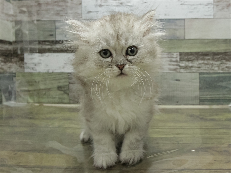 愛知県のマンチカン (ワンラブ名古屋守山インター総本店/2026年2月5日生まれ/男の子/シェーデットシルバー)の子猫の3枚目の画像