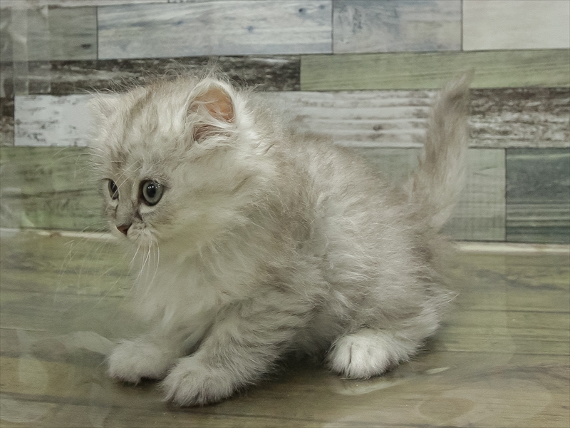 愛知県のマンチカン (ワンラブ名古屋守山インター総本店/2026年2月5日生まれ/男の子/シェーデットシルバー)の子猫の2枚目の画像