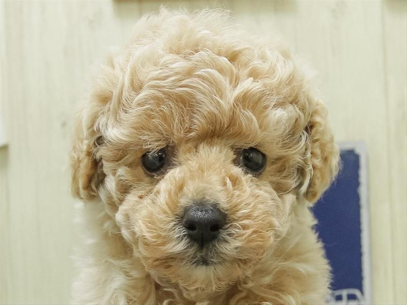 愛知県のトイプードル(トイ) (ワンラブ名古屋守山インター総本店/2026年2月7日生まれ/男の子/クリーム)の子犬の1枚目の画像