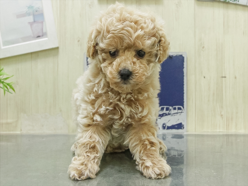愛知県のトイプードル(トイ) (ワンラブ名古屋守山インター総本店/2026年2月7日生まれ/男の子/クリーム)の子犬の3枚目の画像