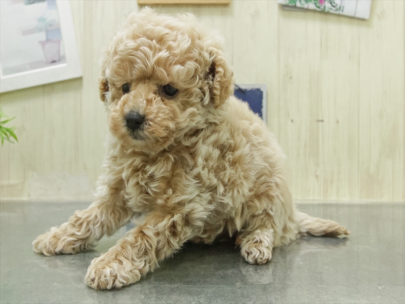 愛知県のトイプードル(トイ) (ワンラブ名古屋守山インター総本店/2026年2月7日生まれ/男の子/クリーム)の子犬の2枚目の画像