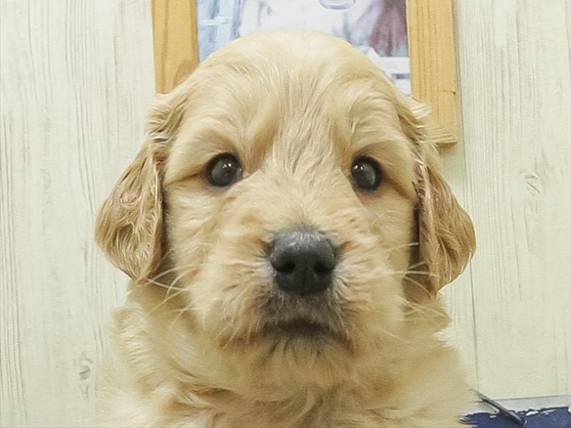 愛知県のラブラドゥードル(ラブラドールレトリーバー×プードル) (ワンラブ名古屋守山インター総本店/2026年2月8日生まれ/男の子/イエロー)の子犬の1枚目の画像