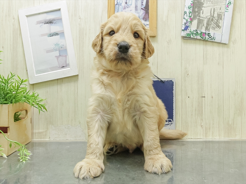 愛知県のラブラドゥードル(ラブラドールレトリーバー×プードル) (ワンラブ名古屋守山インター総本店/2026年2月8日生まれ/男の子/イエロー)の子犬の3枚目の画像