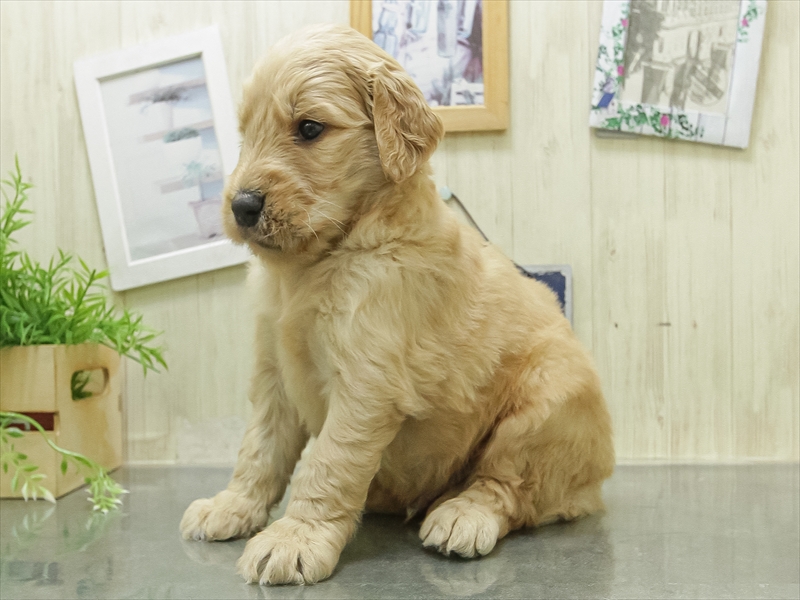 愛知県のラブラドゥードル(ラブラドールレトリーバー×プードル) (ワンラブ名古屋守山インター総本店/2026年2月8日生まれ/男の子/イエロー)の子犬の2枚目の画像