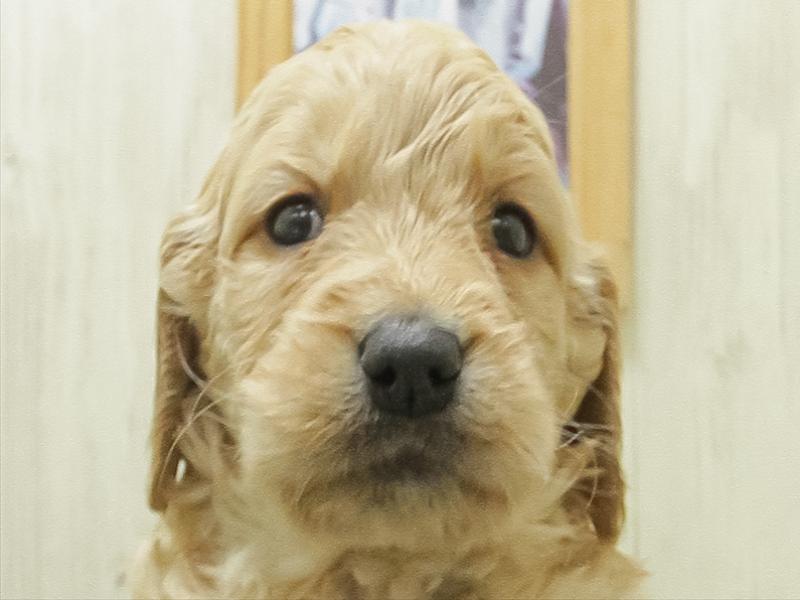 愛知県のラブラドゥードル(ラブラドールレトリーバー×プードル) (ワンラブ名古屋守山インター総本店/2026年2月8日生まれ/男の子/イエロー)の子犬の1枚目の画像