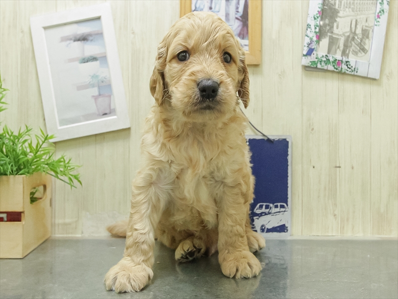 愛知県のラブラドゥードル(ラブラドールレトリーバー×プードル) (ワンラブ名古屋守山インター総本店/2026年2月8日生まれ/男の子/イエロー)の子犬の3枚目の画像