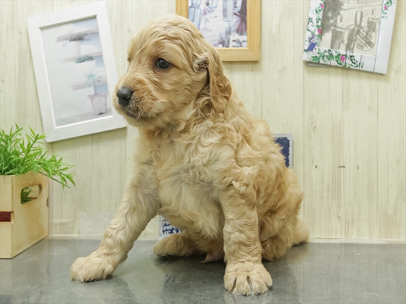 愛知県のラブラドゥードル(ラブラドールレトリーバー×プードル) (ワンラブ名古屋守山インター総本店/2026年2月8日生まれ/男の子/イエロー)の子犬の2枚目の画像