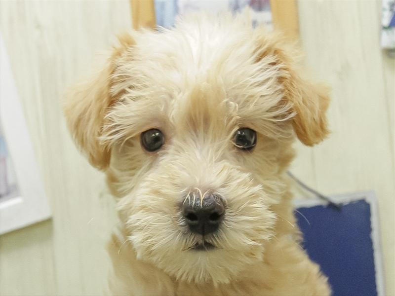 愛知県のシュナプー(シュナウザー×プードル) (ワンラブペッツビレッジ アピタ刈谷店(FC)/2026年2月5日生まれ/男の子/アプリコット)の子犬の1枚目の画像