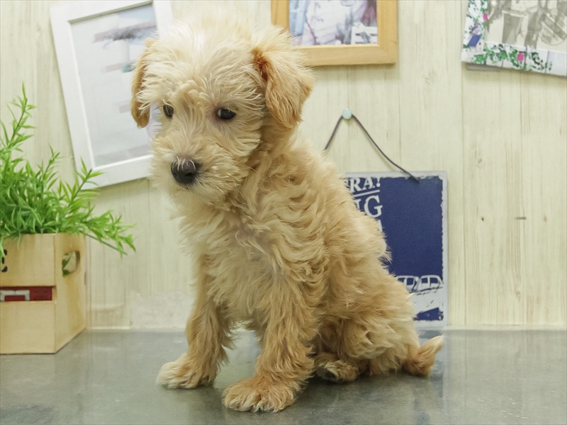 愛知県のシュナプー(シュナウザー×プードル) (ワンラブペッツビレッジ アピタ刈谷店(FC)/2026年2月5日生まれ/男の子/アプリコット)の子犬の2枚目の画像