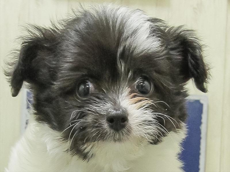 愛知県のハーフ犬・ミックス犬 (ワンラブ名古屋守山インター総本店/2026年2月8日生まれ/男の子/ホワイトブラック)の子犬の1枚目の画像