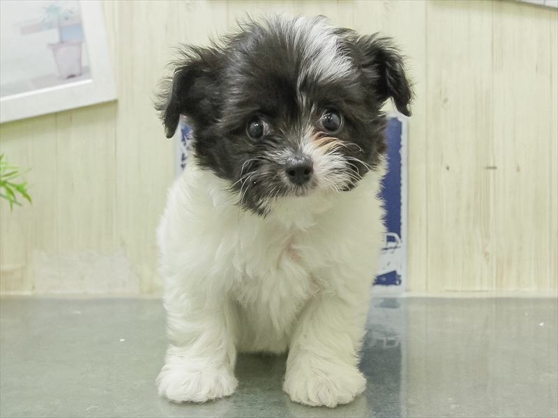 愛知県のハーフ犬・ミックス犬 (ワンラブ名古屋守山インター総本店/2026年2月8日生まれ/男の子/ホワイトブラック)の子犬の3枚目の画像